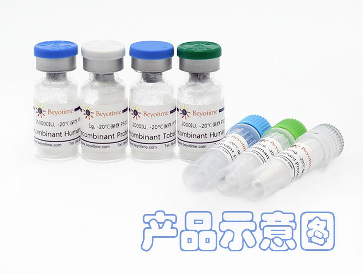 Recombinant Rat SDF-1β/CXCL12β